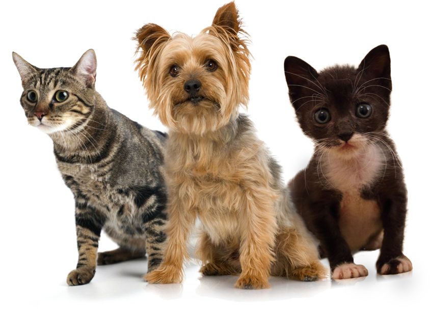 Pets are not 